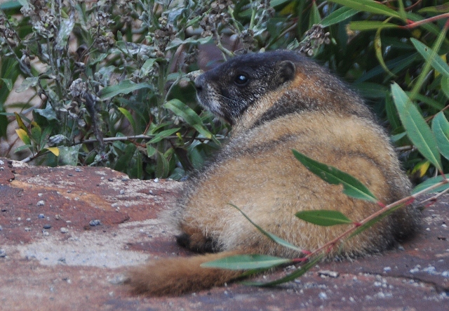 a marmot
